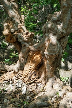 Big tree, strange shape With deep groove pattern And have bulging buttons all over the trunk