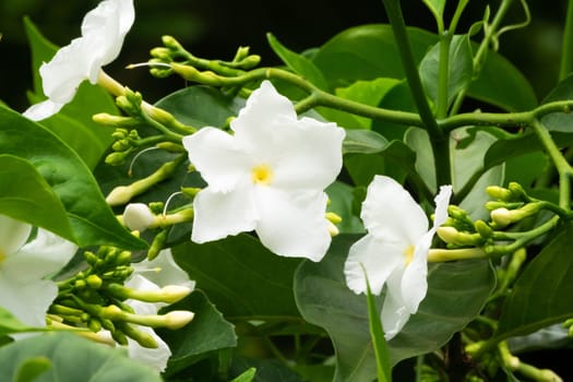 Jasmine Flower, close up of tropical scented flower with buds