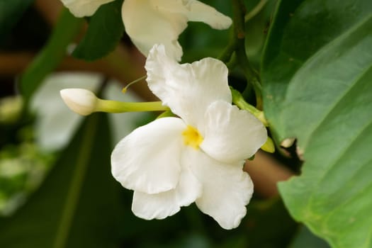 Jasmine Flower, close up of tropical scented flower with buds