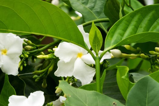 Jasmine Flower, close up of tropical scented flower with buds
