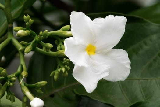 Jasmine Flower, close up of tropical scented flower with buds