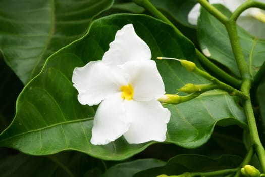 Jasmine Flower, close up of tropical scented flower with buds