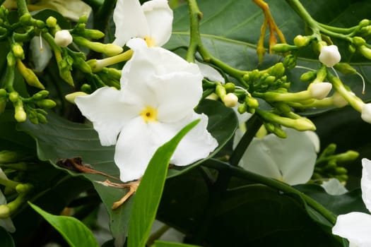 Jasmine Flower, close up of tropical scented flower with buds