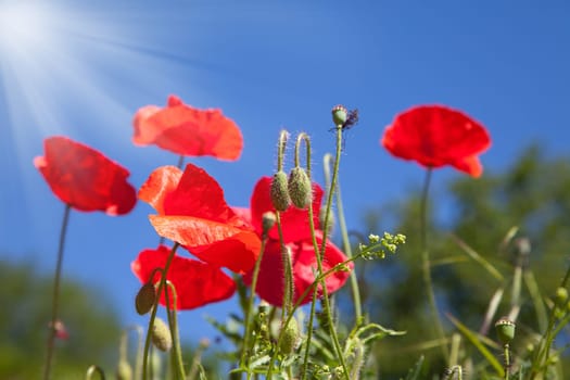 red poppy flowers in a field