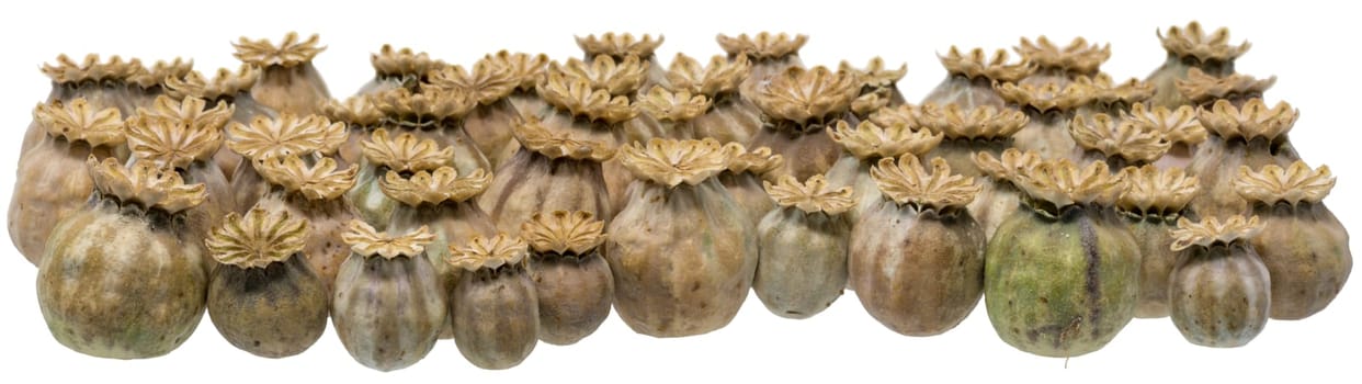 Ripe, dry poppy seed pods piled as background isolated on white