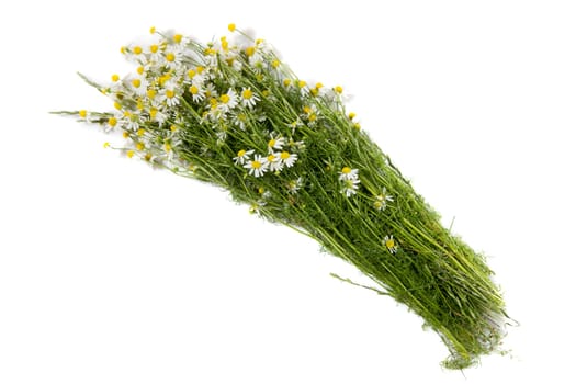 Bouquet of Freshly Picked Camomile Flowers On Yellow Background