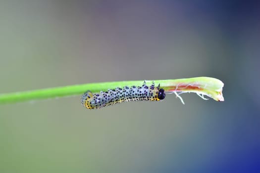 One Caterpillar - Sawfly -  Broadfooted birch leaf wasp   (   Croesus septentrionalis   ) on plant with many copy space