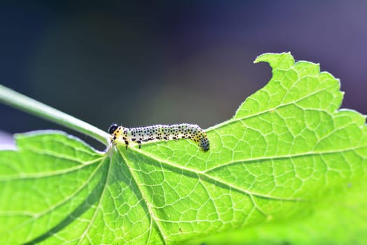 Caterpillar - Sawfly  - Broadfooted birch leaf wasp   (   Croesus septentrionalis   ) runs on a green leaf with copy space