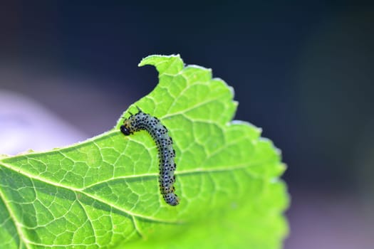Caterpillar - Sawfly - - Broadfooted birch leaf wasp   (   Croesus septentrionalis  on green leaf mit many copy space