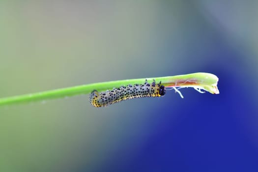 A Caterpillar - Sawfly -  Broadfooted birch leaf wasp   (   Croesus septentrionalis   ) on plant with blue background and copy space