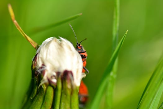 Cinnamon bug   (  Corizus hyoscyami  ), sitting on dandelion blossom and looking curiously forward, with a lot of green nature background