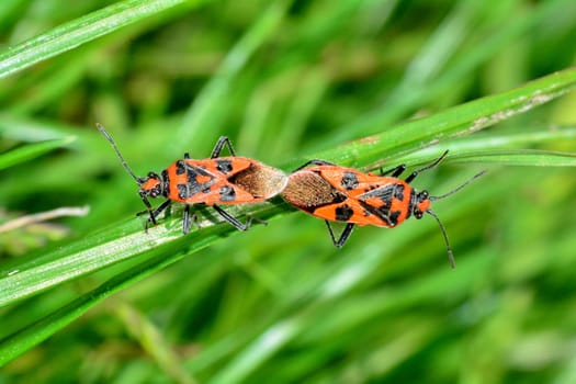 Cinnamon bug   (  Corizus hyoscyami  ), two bugs while mating on a blade of grass in green nature
