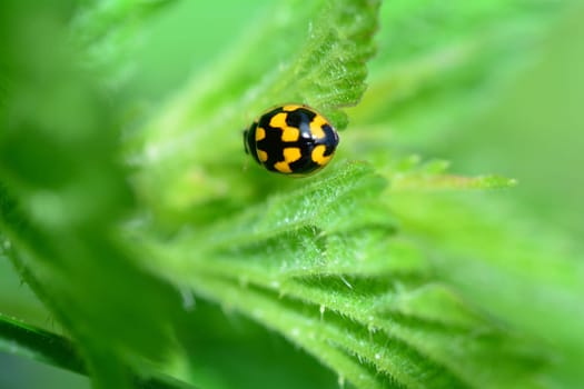 One yellow Ladybird with black  template  on plant in green nature  with copy space