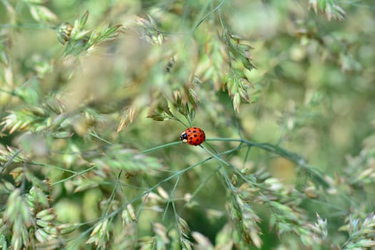 One red ladybird on plant in  nature  with  copy space