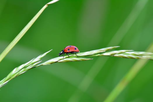 Ladybird on plant  in green nature  with many copy space