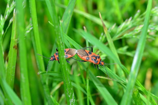 Cinnamon bug   (  Corizus hyoscyami  ), two bugs while mating on a blade of grass in green nature
