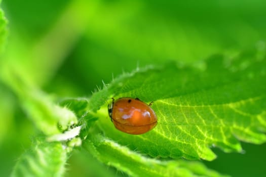 Red ladybug without dots on green leaf in nature with many copy space