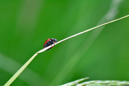 A red  Ladybird on plant in green nature  with many copy space