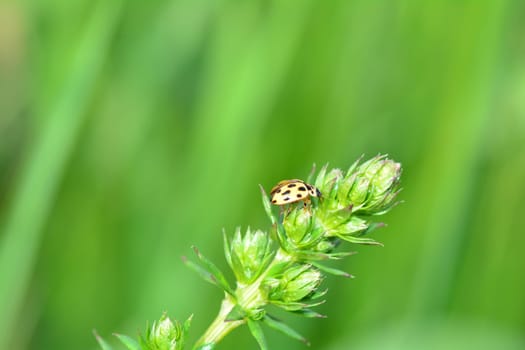 Yellow Ladybird with black  points on plant in green nature with many copy space