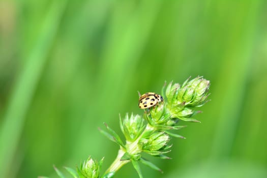 Yellow Ladybird with black  points on plant in green nature with many copy space