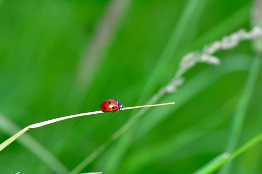 Ladybird on plant in green nature  with many copy space