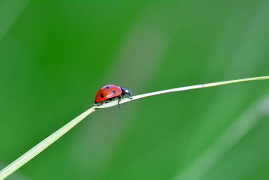 A red Ladybird on plant in green nature  with many copy space