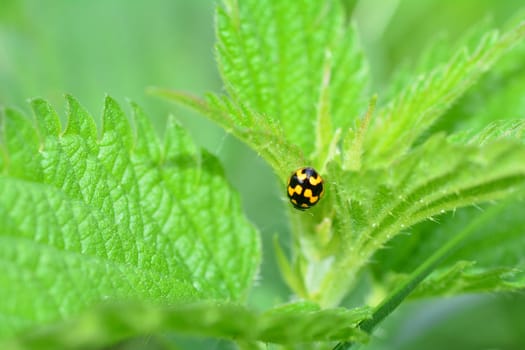 One yellow Ladybird with black template on plant in green nature with copy space