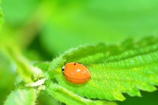 A red ladybug without dots on green leaf in nature with many copy space