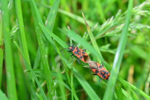 Two Cinnamon bug   (  Corizus hyoscyami  ), two bugs while mating on a blade of grass in green nature