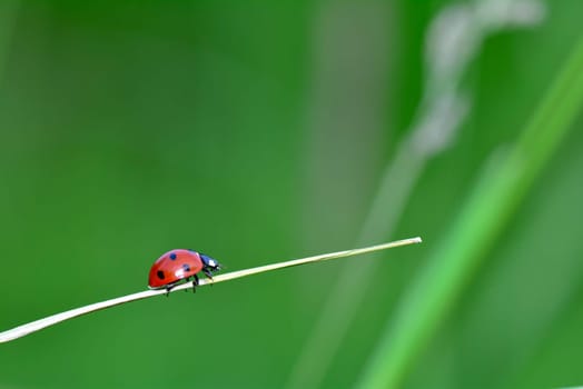 One  red Ladybird on plant in green nature  with many copy space