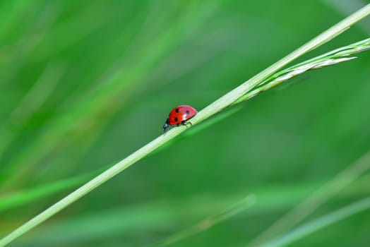 A red Harlekin - Ladybird on plant in green nature with many copy space