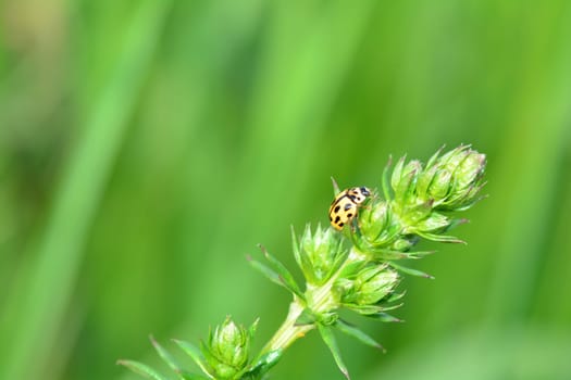 Yellow Ladybird with black  points on plant in green nature with many copy space