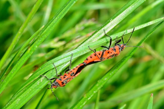 Cinnamon bug   (  Corizus hyoscyami  ), two bugs while mating on a blade of grass in green nature