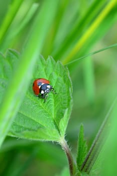 One red Ladybird on plant in green nature  with many copy space