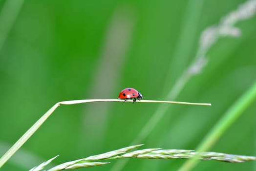 A red Harlekin - Ladybird on plant in green nature  with many copy space