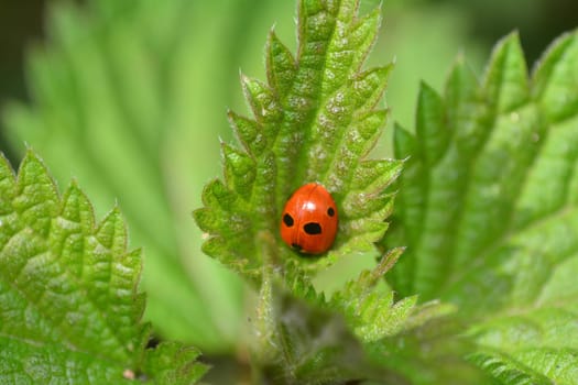 Red Ladybug  on green leaf in free nature with many copy space