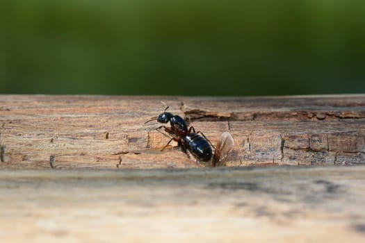 Ant queen with discarded wings on wood with green background and copy space