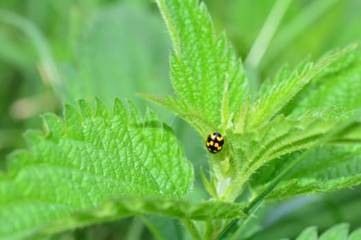 Yellow Ladybird with black  template on plant in green nature  with copy space