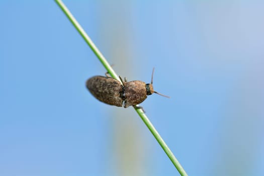 Gray mouse beetle (Agrypnus murinus) on a blade of grass against a blue sky with copy space
