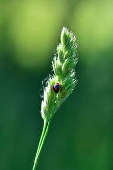 Black Ladybird with red points on plant in green nature with copy space