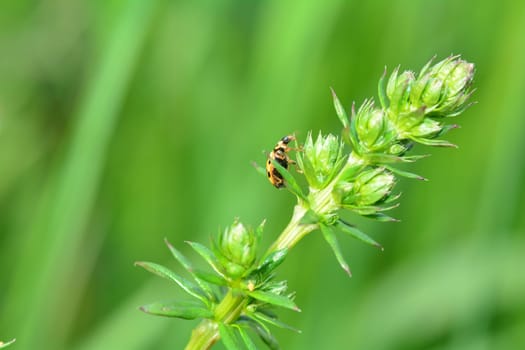 Yellow Ladybird with black  points on plant in green nature with many copy space