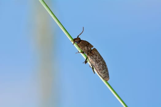 Gray mouse beetle (Agrypnus murinus) on a blade of grass against a blue sky with copy space
