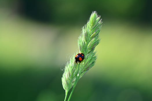 One black Ladybird with red points on plant in green nature with many copy space
