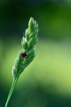 A black Ladybird with red points on plant in green nature with copy space
