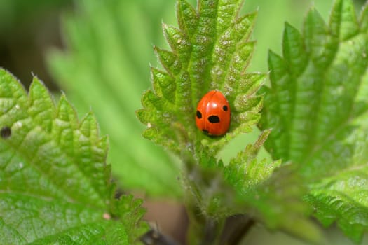 One red Harlekin -  Ladybird on plant in green nature  with many copy space