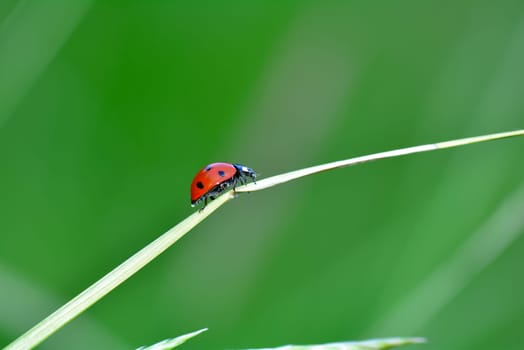 Red Ladybird - Harlekin  on plant in green nature  with many copy space