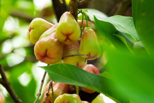 Java Apple, close up of tropical fruit on tree