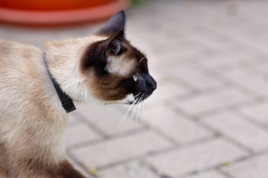Muzzle of a Siamese cat with blue eyes in profile, alert look