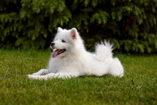 White puppy Samoyed husky lying in the yard on a green lawn