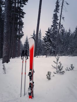 Pair of skis in snow surrounded by fir tree forest. Red skis equipment in winter mountains background. Holiday vacation and skiing sport concept.